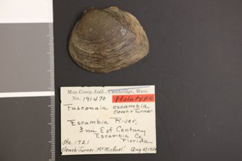 Media type: image;   Malacology 191470 Description: Preserved specimen.;